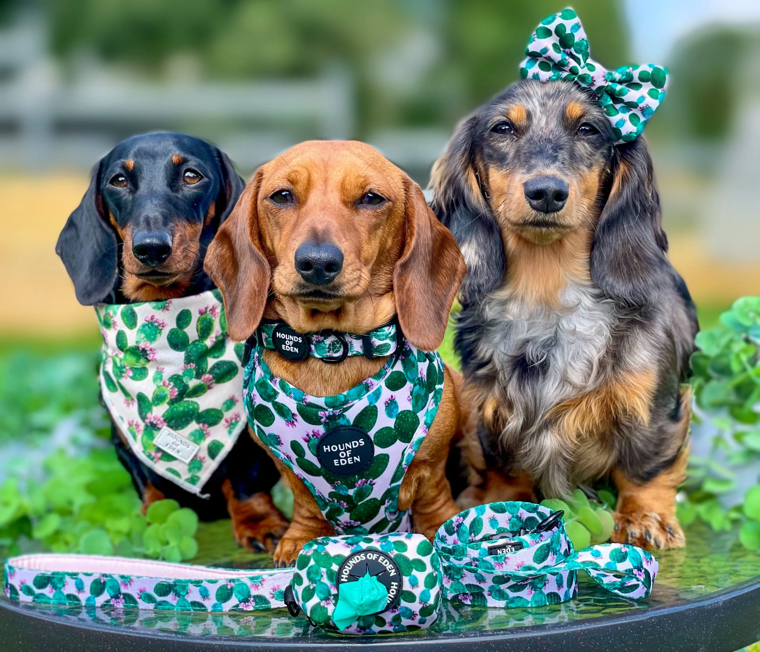 Looking Sharp - Green Cactus and Pink Dog Harness