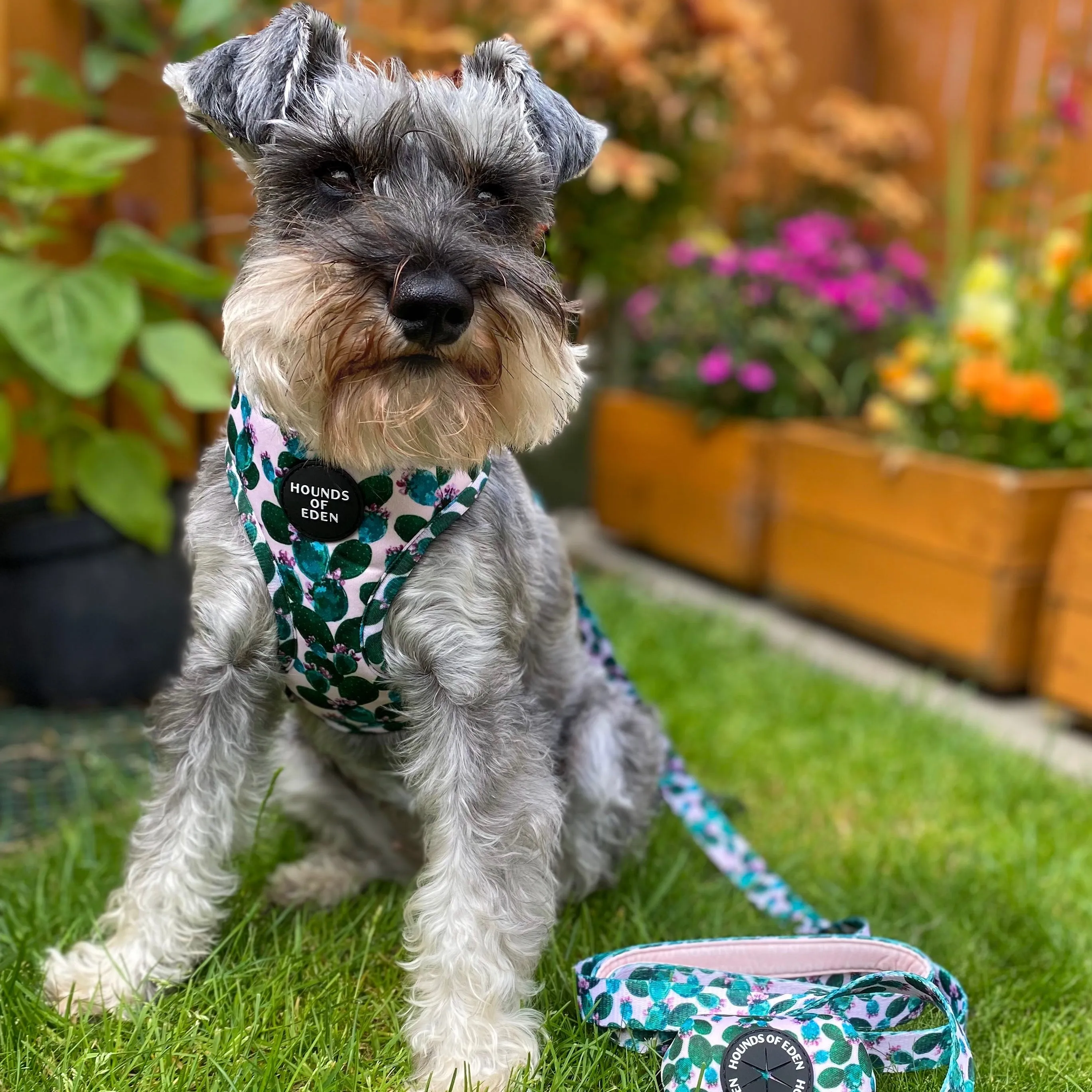 Looking Sharp - Green Cactus and Pink Dog Harness