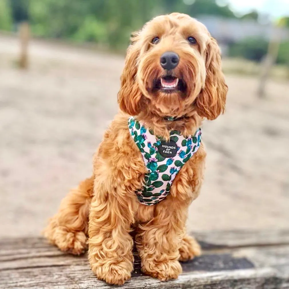 Looking Sharp - Green Cactus and Pink Dog Harness