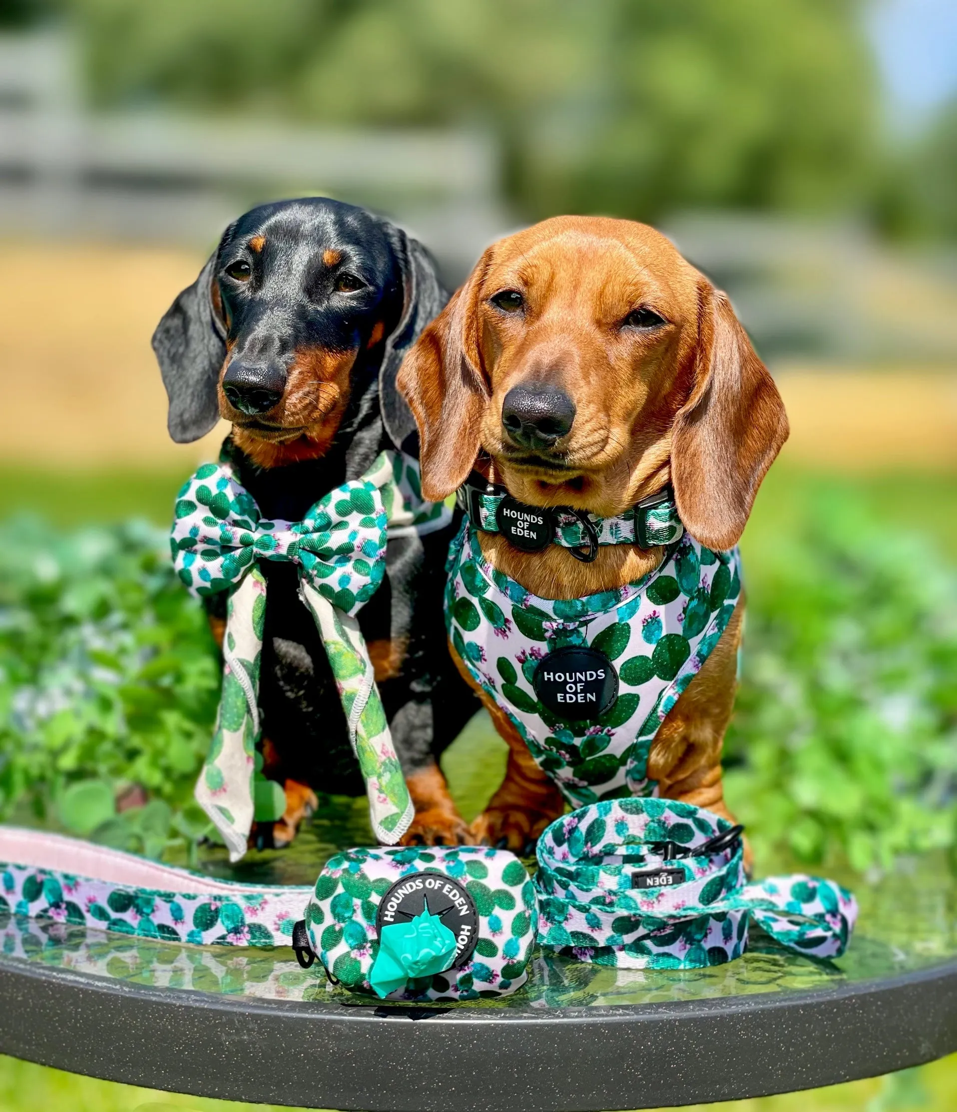 Looking Sharp - Green Cactus and Pink Dog Harness